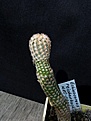 Нажмите на изображение для увеличения.

Название:	Echinocereus reichenbachii MAO-0005_4y_8.12.JPG
Просмотров:	307
Размер:	134.7 Кб
ID:	333119