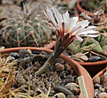 Нажмите на изображение для увеличения.

Название:	Gymnocalycium_striglianum_VG698.jpg
Просмотров:	128
Размер:	170.6 Кб
ID:	333123