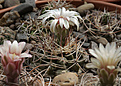 Нажмите на изображение для увеличения.

Название:	Gymnocalycium_prohazkianum-bicolor_VG051+.jpg
Просмотров:	144
Размер:	219.1 Кб
ID:	333124