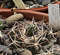 Нажмите на изображение для увеличения.

Название:	Gymnocalycium_prohazkianum-bicolor_VG051.jpg
Просмотров:	142
Размер:	191.1 Кб
ID:	333125