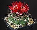 Нажмите на изображение для увеличения.

Название:	Gymnocalycium_tillianum_WR227_IMG_1437.jpg
Просмотров:	147
Размер:	176.4 Кб
ID:	333129