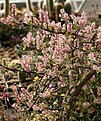 Нажмите на изображение для увеличения.

Название:	Portulacaria_afra_IMG_1440.jpg
Просмотров:	228
Размер:	181.1 Кб
ID:	333132