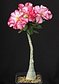 Нажмите на изображение для увеличения.

Название:	Adenium_cv_TripleAmazing_IMG_1412.jpg
Просмотров:	180
Размер:	88.4 Кб
ID:	333134