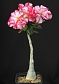 Нажмите на изображение для увеличения.

Название:	Adenium_cv_TripleAmazing_IMG_1412.jpg
Просмотров:	169
Размер:	88.4 Кб
ID:	333134