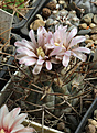 Нажмите на изображение для увеличения.

Название:	Gymnocalycium_bozsingianum_VG509.jpg
Просмотров:	135
Размер:	186.5 Кб
ID:	333136