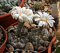 Нажмите на изображение для увеличения.

Название:	Gymnocalycium_stellatum_flavispinum_RUS-031_La_Estancia.jpg
Просмотров:	139
Размер:	190.5 Кб
ID:	333138