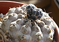 Нажмите на изображение для увеличения.

Название:	Gymnocalycium_prohazkianum_VG345.jpg
Просмотров:	268
Размер:	199.0 Кб
ID:	333142