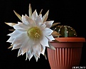 Нажмите на изображение для увеличения.

Название:	Echinopsis subdenudata.JPG
Просмотров:	132
Размер:	147.2 Кб
ID:	333144