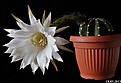 Нажмите на изображение для увеличения.

Название:	Echinopsis subdenudata..JPG
Просмотров:	139
Размер:	167.8 Кб
ID:	333145