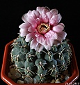 Нажмите на изображение для увеличения.

Название:	Gymnocalycium baldianum.JPG
Просмотров:	160
Размер:	170.1 Кб
ID:	333152