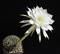 Нажмите на изображение для увеличения.

Название:	Echinopsis sp. VG763.JPG
Просмотров:	160
Размер:	182.3 Кб
ID:	333169