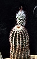 Нажмите на изображение для увеличения.

Название:	Echinocereus oklahomensis Fh408_8y_bud_5.13.jpg
Просмотров:	92
Размер:	101.7 Кб
ID:	333191