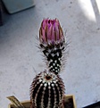 Нажмите на изображение для увеличения.

Название:	Echinocereus oklahomensis Fh408_8y_fl_5.13.jpg
Просмотров:	101
Размер:	84.5 Кб
ID:	333192