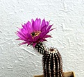 Нажмите на изображение для увеличения.

Название:	Echinocereus oklahomensis Fh408_8y_fl_5.131.jpg
Просмотров:	104
Размер:	112.0 Кб
ID:	333193