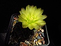 Нажмите на изображение для увеличения.

Название:	Gymnocalycium_andreae.jpg
Просмотров:	122
Размер:	77.7 Кб
ID:	333212