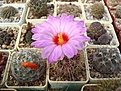 Нажмите на изображение для увеличения.

Название:	Thelocactus_bicolor.JPG
Просмотров:	128
Размер:	116.6 Кб
ID:	333216