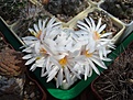 Нажмите на изображение для увеличения.

Название:	Mammillaria_herrerae_v.albiflora.JPG
Просмотров:	130
Размер:	98.9 Кб
ID:	333217