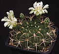 Нажмите на изображение для увеличения.

Название:	Gymnocalycium_marsoneri_hamatum_KK1099_IMG_1553.jpg
Просмотров:	141
Размер:	133.9 Кб
ID:	333257