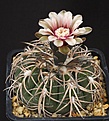 Нажмите на изображение для увеличения.

Название:	Gymnocalycium_spegazzinii_IMG_1574.jpg
Просмотров:	144
Размер:	140.0 Кб
ID:	333258