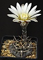 Нажмите на изображение для увеличения.

Название:	Gymnocalycium_striglianum_GN75-179_IMG_1582.jpg
Просмотров:	142
Размер:	78.3 Кб
ID:	333259