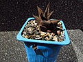 Нажмите на изображение для увеличения.

Название:	Haworthia.jpg
Просмотров:	146
Размер:	204.4 Кб
ID:	333278
