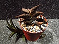 Нажмите на изображение для увеличения.

Название:	Haworthia_venosa.jpg
Просмотров:	131
Размер:	194.6 Кб
ID:	333280