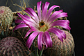 Нажмите на изображение для увеличения.

Название:	Echinocereus_rigidissimus_MAO-0119.jpg
Просмотров:	145
Размер:	191.8 Кб
ID:	333296