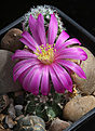 Нажмите на изображение для увеличения.

Название:	Echinocereus_pulshellus_acanthosetus.jpg
Просмотров:	142
Размер:	227.9 Кб
ID:	333297