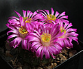 Нажмите на изображение для увеличения.

Название:	Echinocereus_pulshellus_amoenus.jpg
Просмотров:	145
Размер:	224.6 Кб
ID:	333298