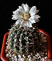 Нажмите на изображение для увеличения.

Название:	Gymnocalycium quehlianum.JPG
Просмотров:	105
Размер:	189.7 Кб
ID:	333304