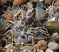 Нажмите на изображение для увеличения.

Название:	Gymnocalycium_borthii_nogolense_VG-412+.jpg
Просмотров:	240
Размер:	220.0 Кб
ID:	333307