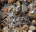 Нажмите на изображение для увеличения.

Название:	Gymnocalycium_borthii_nogolense_VG-412+.jpg
Просмотров:	209
Размер:	220.0 Кб
ID:	333307