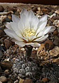 Нажмите на изображение для увеличения.

Название:	Gymnocalycium_borthii_nogolense_VG-412.jpg
Просмотров:	233
Размер:	218.7 Кб
ID:	333308