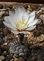 Нажмите на изображение для увеличения.

Название:	Gymnocalycium_borthii_nogolense_VG-412.jpg
Просмотров:	202
Размер:	218.7 Кб
ID:	333308