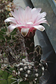 Нажмите на изображение для увеличения.

Название:	Gymnocalycium_nataliae_GN99-94-3945_San_Isidro.jpg
Просмотров:	211
Размер:	227.7 Кб
ID:	333309