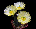 Нажмите на изображение для увеличения.

Название:	1_Echinocereus_subinermis.jpg
Просмотров:	164
Размер:	88.0 Кб
ID:	333315