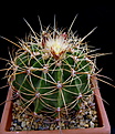 Нажмите на изображение для увеличения.

Название:	1_Ferocactus_histrix.jpg
Просмотров:	158
Размер:	115.7 Кб
ID:	333316