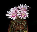 Нажмите на изображение для увеличения.

Название:	1_Gymnocalycium_friedrichii.jpg
Просмотров:	164
Размер:	88.9 Кб
ID:	333317