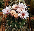 Нажмите на изображение для увеличения.

Название:	1_Gymnocalycium_zegarrae.jpg
Просмотров:	168
Размер:	163.5 Кб
ID:	333319