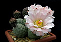 Нажмите на изображение для увеличения.

Название:	1_Tephrocactus_geometricus_Fiambala.jpg
Просмотров:	158
Размер:	117.6 Кб
ID:	333324