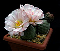 Нажмите на изображение для увеличения.

Название:	1_Tephrocactus_geometricus_Fiambala...jpg
Просмотров:	160
Размер:	86.5 Кб
ID:	333325