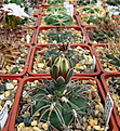 Нажмите на изображение для увеличения.

Название:	g1_Gymnocalycium_spegazziniiv.Horizonthalonium.jpg
Просмотров:	197
Размер:	147.0 Кб
ID:	333326