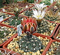 Нажмите на изображение для увеличения.

Название:	g1Gymnocalycium_morroense.jpg
Просмотров:	230
Размер:	157.0 Кб
ID:	333327