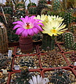 Нажмите на изображение для увеличения.

Название:	k5_Echinocereus.jpg
Просмотров:	106
Размер:	168.7 Кб
ID:	333328