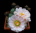 Нажмите на изображение для увеличения.

Название:	k5_Tephrocactus_geometricus_Fiambala.jpg
Просмотров:	126
Размер:	82.8 Кб
ID:	333331
