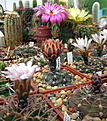 Нажмите на изображение для увеличения.

Название:	k5Gymnocalycium_morroense.jpg
Просмотров:	127
Размер:	147.0 Кб
ID:	333332