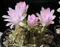 Нажмите на изображение для увеличения.

Название:	Gymnocalycium_damsii_tucavoensis_L361.jpg
Просмотров:	107
Размер:	190.7 Кб
ID:	333334