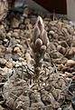 Нажмите на изображение для увеличения.

Название:	Gymnocalycium_riojense_VG816.jpg
Просмотров:	123
Размер:	179.0 Кб
ID:	333335