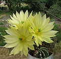 Нажмите на изображение для увеличения.

Название:	Echinocereus_subinermis_1.JPG
Просмотров:	155
Размер:	235.5 Кб
ID:	333348