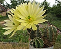 Нажмите на изображение для увеличения.

Название:	Echinocereus_subinermis_2.JPG
Просмотров:	151
Размер:	218.3 Кб
ID:	333349
